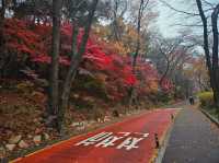 A nice trail of autumn foliage at Namsan Park trail