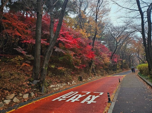 A nice trail of autumn foliage at Namsan Park trail