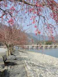  Spring Serenity Along the Katsura River