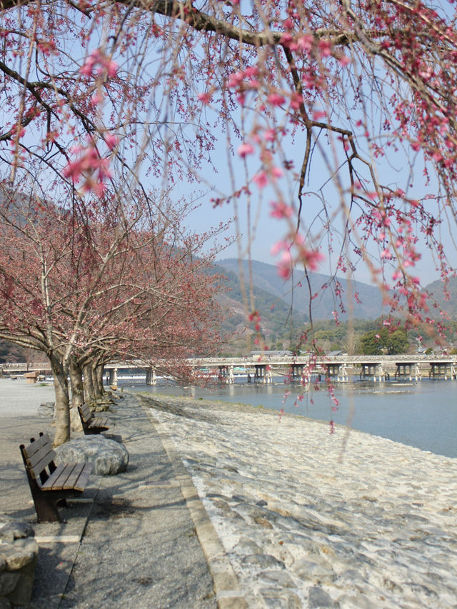  Spring Serenity Along the Katsura River