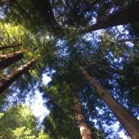 Marin County and lush green trees