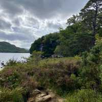 A Picturesque Walk Around Muckross Lake 🌲