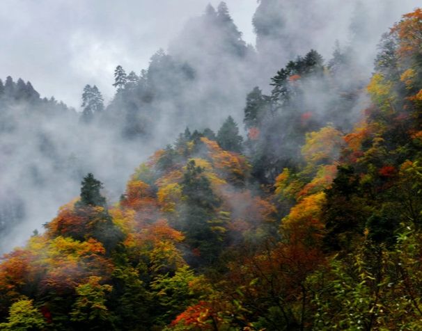 令人驚艷的彩林秘境:平武縣秋色燦爛的老河溝。