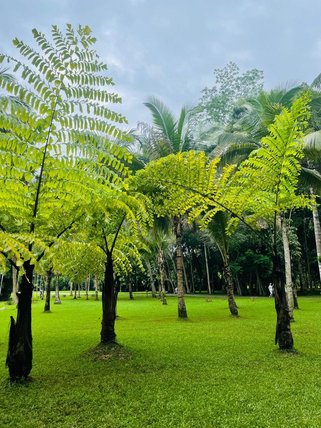 西雙版納中科院植物園——熱帶雨林。