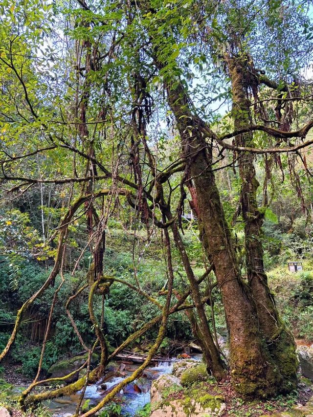 【哀牢山·金山森林】戶外行山旅遊必打卡景點。