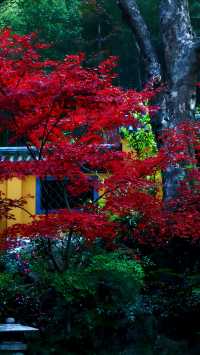 除了靈隱寺，竟然還有隱藏得這麼深的寶藏寺廟