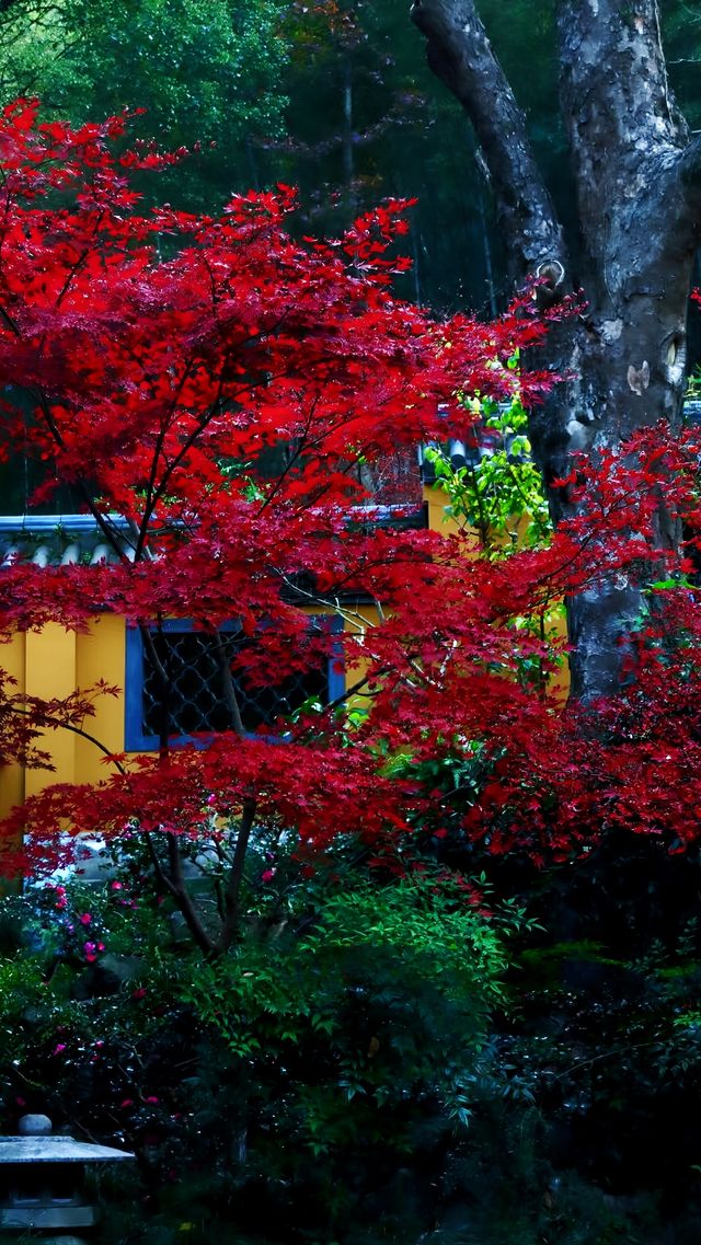 除了靈隱寺，竟然還有隱藏得這麼深的寶藏寺廟