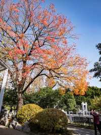 桂林公園最美秋葉季