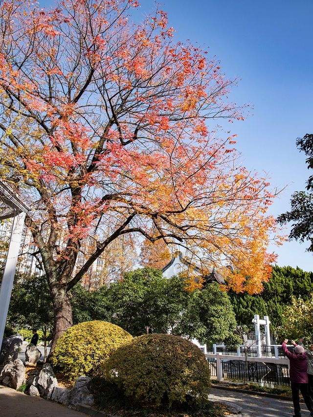 桂林公園最美秋葉季