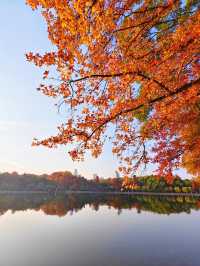 湖北武漢東湖～此刻東湖這裡水杉都紅啦，美得不像話