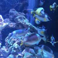 Great Oceanarium located in Shopping Mall 