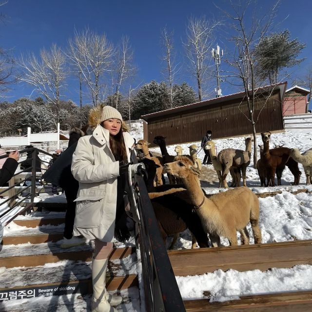 Meeting the Alpacas in Korea.