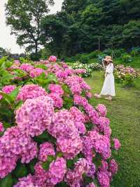 【三重】東海地区最大！！見渡す限り広がるカラフルなあじさい園が絶景すぎる🩷💜