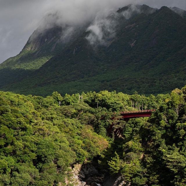 Emerald Isle of the Gods: Yakushima's Pristine Paradise