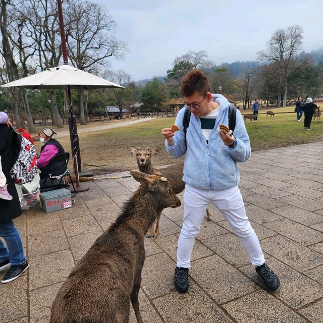 Winter Wanderlust: A 7-Day Journey Through Osaka, Kyoto, and Nara