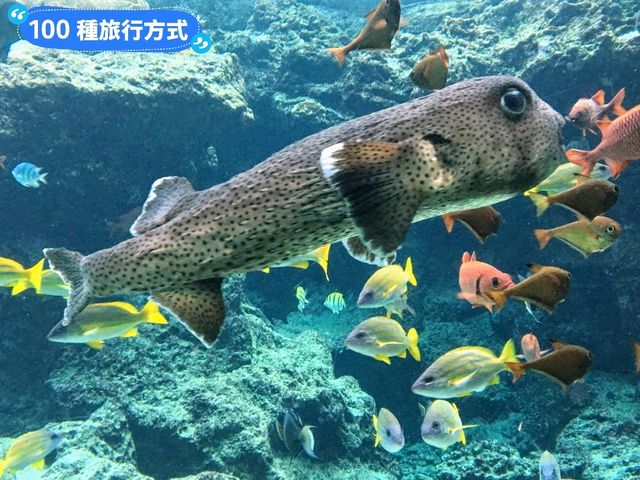 沖繩親子旅行好去處：亞州最大的美麗海水族館