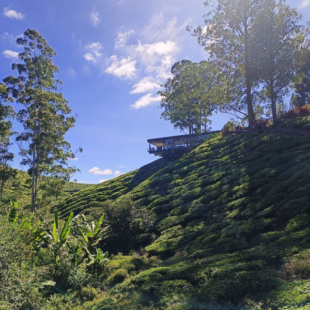 A Refreshing Day at Cameron Highlands' BOH Tea Garden