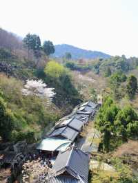 Morning Splendor at Kiyomizu-dera: Beauty Amidst the Crowds