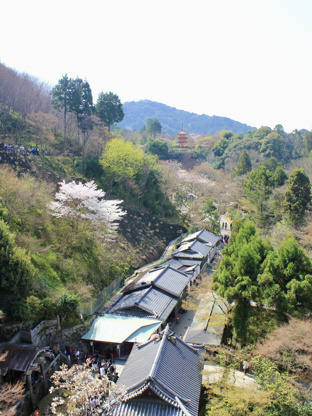 Morning Splendor at Kiyomizu-dera: Beauty Amidst the Crowds