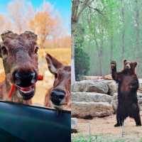 輕鬆又治癒的北京野生動物園。