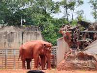 廣州動物園一遊。