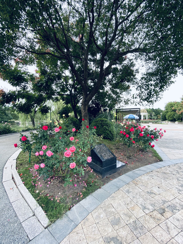 江蘇·太倉思鈿月季公園/月季夫人蔣恩細紀念館。