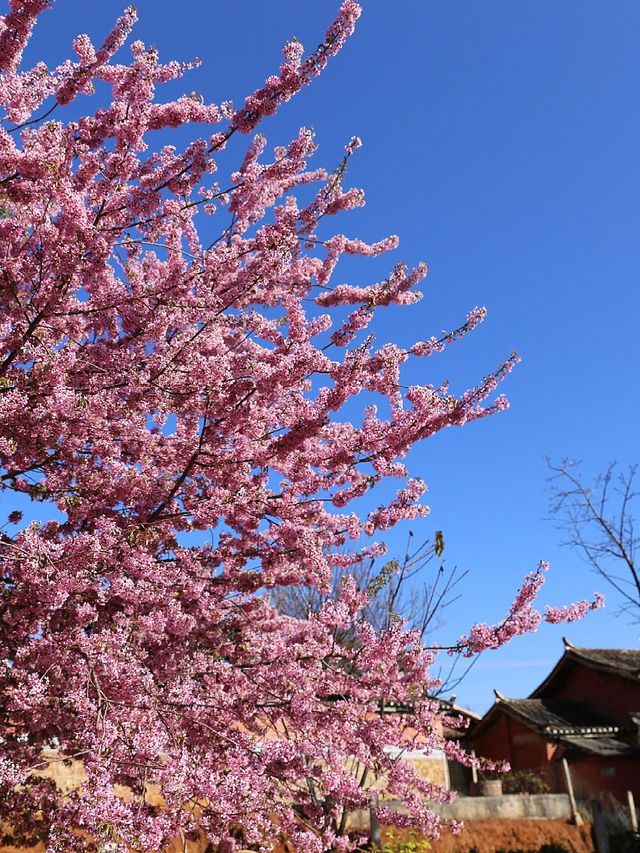 7日探秘攀枝花-涼山 回來就想再去一次