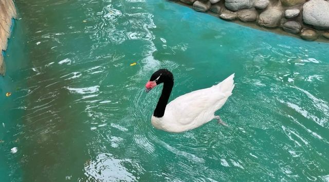 誰懂啊，美哭！北京野生動物園，旅行天花板級避雷指南！