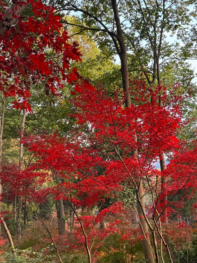 一份永福禪寺的旅遊攻略