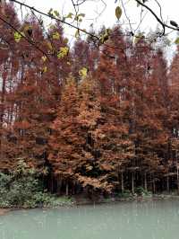 成都水杉紅了，很多人不知道這個寶藏公園