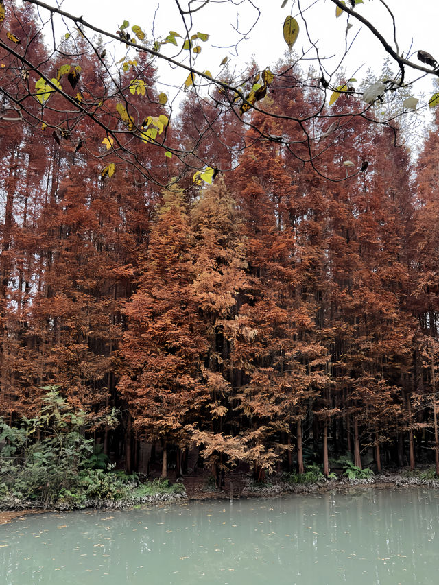 成都水杉紅了，很多人不知道這個寶藏公園