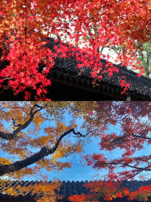 杭州賞楓正當時，花港觀魚醉秋韻