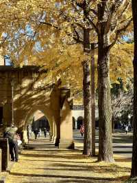 知識與季節的邂逅：東京大學與文藝東京