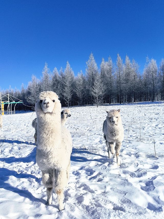 內蒙古烏蘭布統｜南方人夢裡的林海雪原