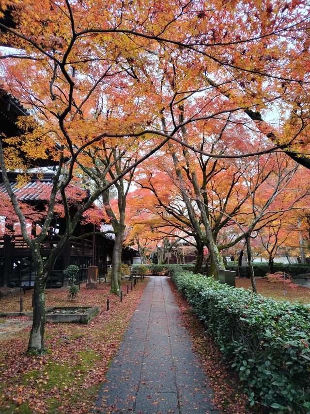 京都真如堂！我最喜愛的賞楓景點