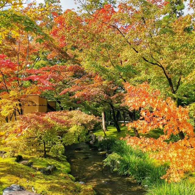 永觀堂～🍁🏯✨ 楓葉之美心靈的悸動