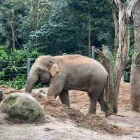 【吉隆坡】馬來西亞國家動物園～迷人野生動物