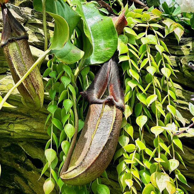 Exploring the Wonders of Cloud Forest