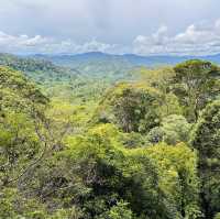 Above the Trees: Thrills and Views at Poring Canopy Walkway!