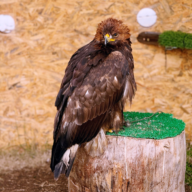 A Winter Wonderland at Gapyeong Begonia Bird Park!