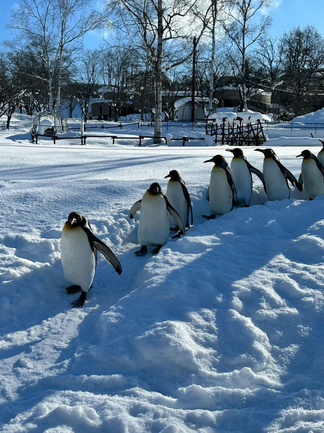 Asahiyama Zoo: A Unique Animal Experience in Hokkaido