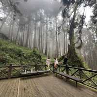 Alishan’s Cherry Blossom (Taiwan)