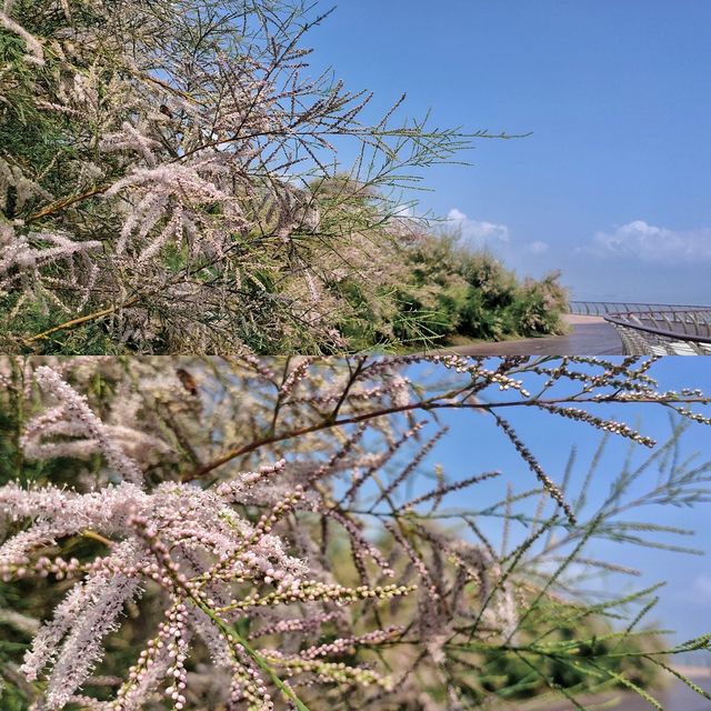 金沙灘上孤獨的鯨，和眾人一起深呼吸