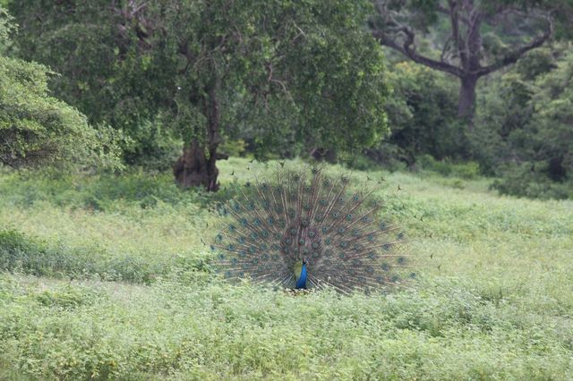 雅拉國家公園。