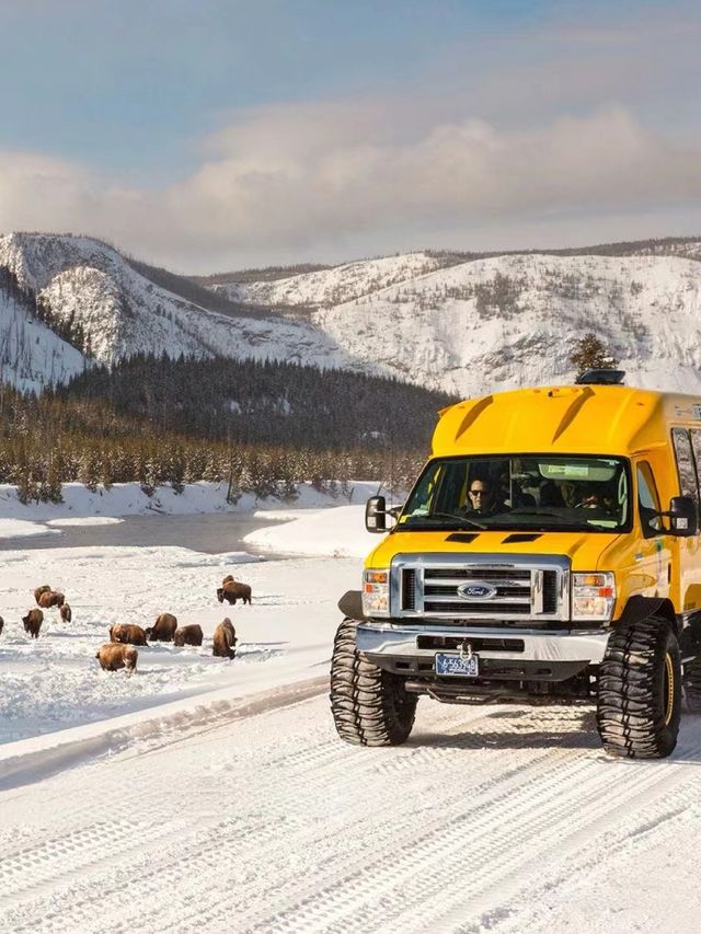 Winter Wonderland in Yellowstone National Park: A 5-Day Detailed Guide!