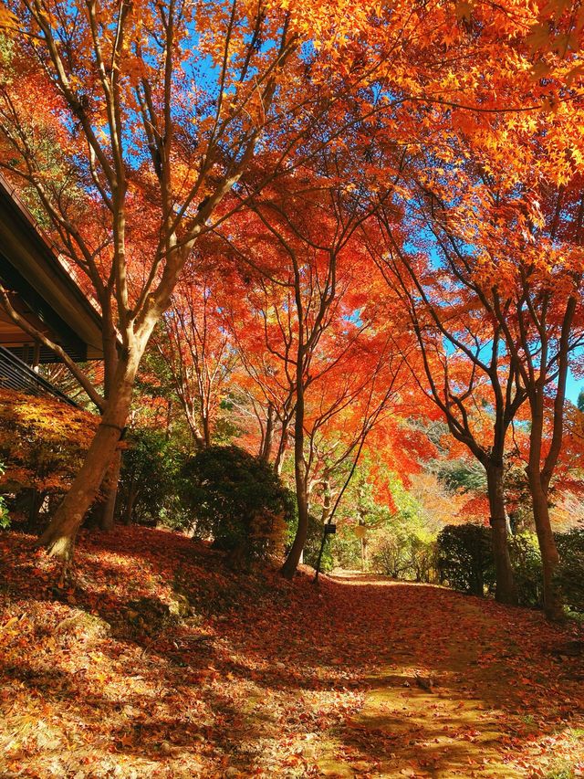 名古屋紅葉季