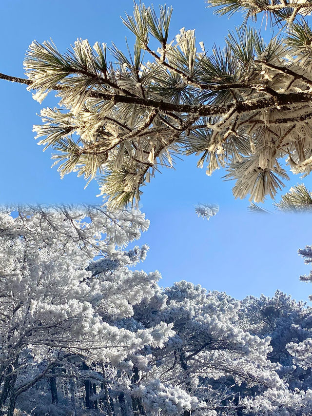 【冬日黃山】霧凇、雪景，感受冬日的美麗！