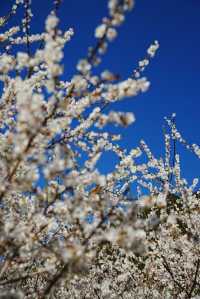 又是一年梅花香（從化免費梅花盛開時）