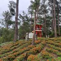 Baguio Botanical Garden | Philippines 🇵🇭 