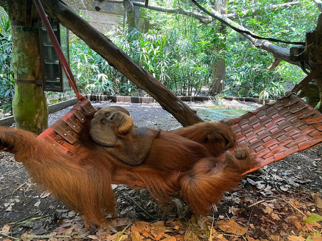 新加坡動物園 Singapore Zoo